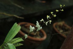 Aerides ringens
